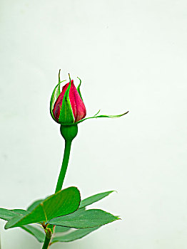 玫瑰花花骨朵的照片图片
