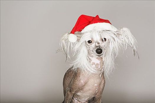 狗,戴着,圣诞帽