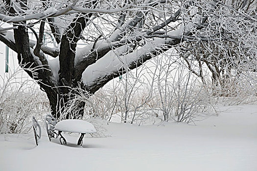 雪,遮盖,小,桌子,魁北克,加拿大