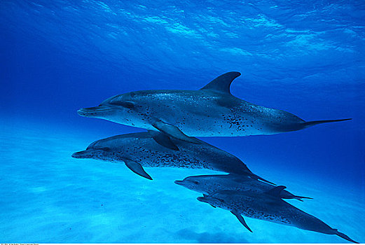 斑海豚,水下,巴哈马