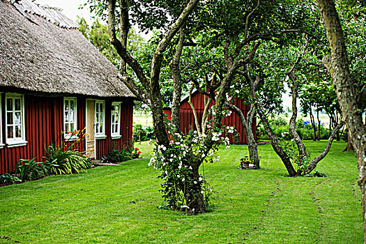 节瘤,树,花园,瑞典,木屋,茅草屋顶