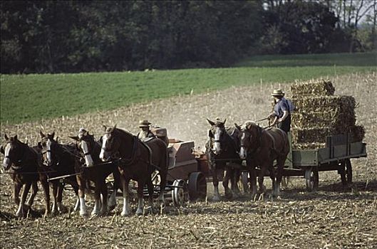 农民,兰卡斯特,宾夕法尼亚,美国