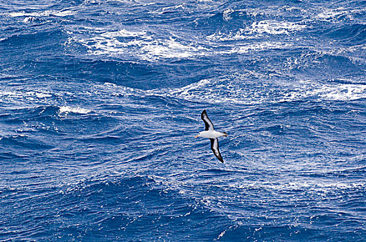 黑眉信天翁,飞,德雷克海峡,南极