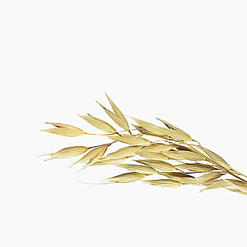燕麦,穗