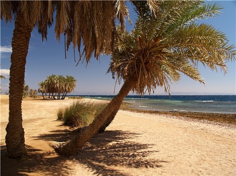 海岸,棕榈树,达哈卜