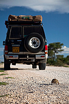 南非,四驱车,速度,幼兽,豹纹龟,道路