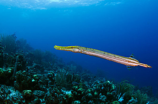 喇叭鱼,博奈尔岛,荷属安的列斯,加勒比