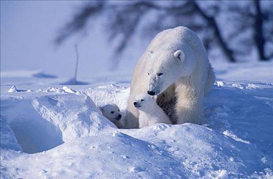 北极熊,母熊,幼兽,走,雪中,丘吉尔市,加拿大
