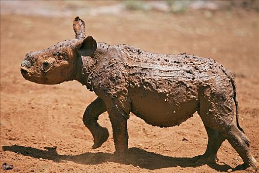 肯尼亚,内罗毕,孤儿动物,幼仔,黑犀牛,内罗毕国家公园