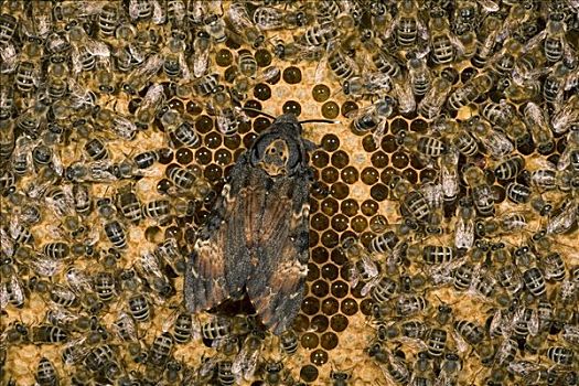 盗窃,蜂蜜,蜜蜂,意大利蜂,群,蜂窝状,欧洲