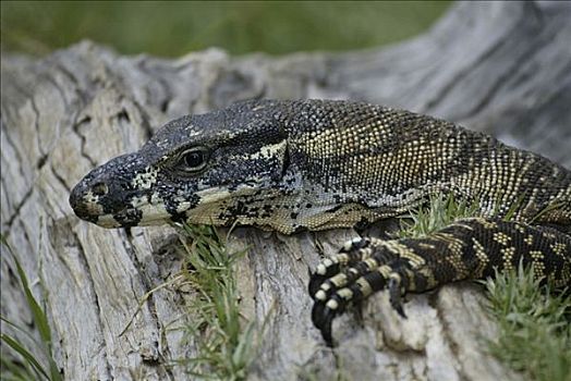 蜥蜴,巨蜥属,澳大利亚