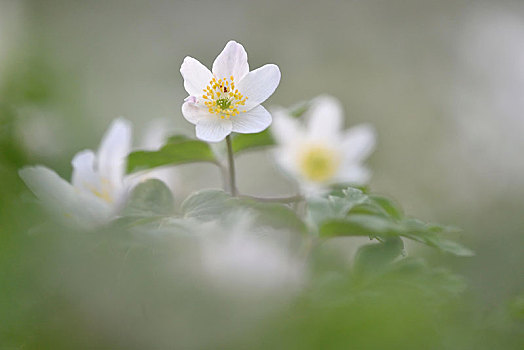 五叶银莲花,银莲花属,春天,萨克森安哈尔特,德国,欧洲