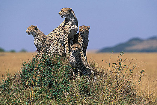 非洲,肯尼亚,马塞马拉野生动物保护区,成年,女性,印度豹,猎豹,坐,幼兽,向外看,热带草原