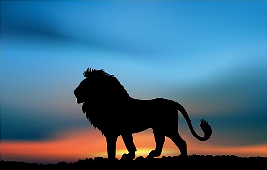 非洲狮,日落