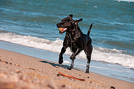 黑色,猎犬,玩,海浪