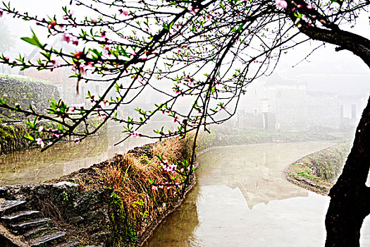 湖南,乡村,水田,桃花