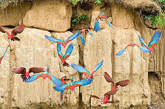 红色,绿色,金刚鹦鹉,鹦鹉,粘土,舔,玛努国家公园,亚马逊盆地,联合国教科文组织,生物保护区,世界自然遗产,场所,秘鲁