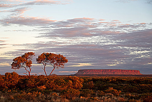 澳大利亚,概念,荒野,环境,风景,内陆地区