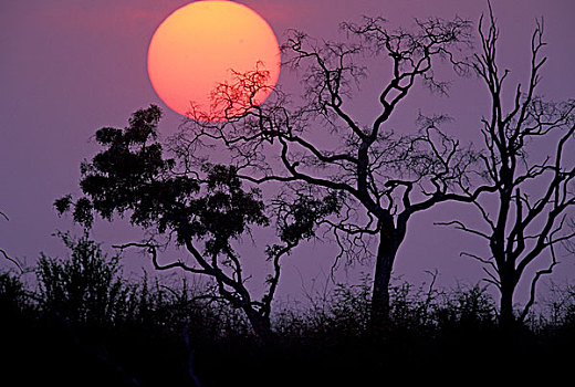 非洲,博茨瓦纳,乔贝国家公园,风景,日出