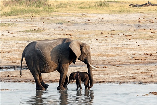 非洲象,小象,喝,水潭