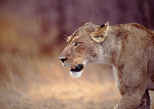 克鲁格国家公园,雌狮