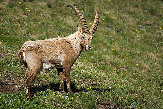 阿尔卑斯野山羊,羱羊,海里根布鲁特,上陶恩山国家公园,奥地利