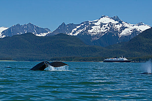 合成效果,驼背鲸,运河,渡轮,远景,东南阿拉斯加,夏天