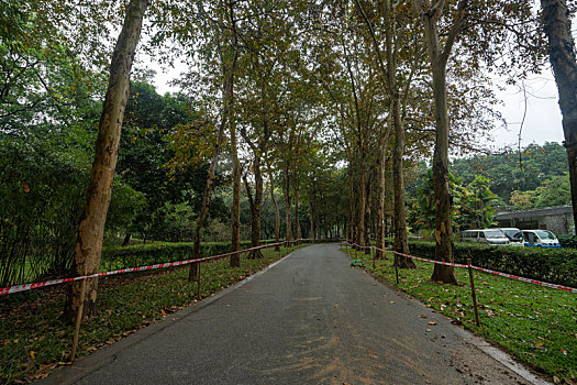 广州2023年春季华南雨中的植物园绿树成荫