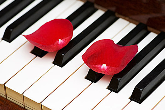 浪漫,概念,玫瑰花瓣,钢琴,按键