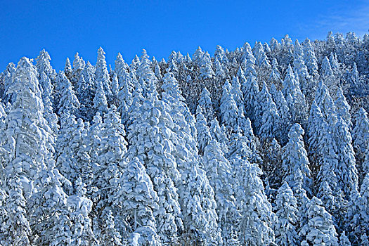 针叶树,树林,遮盖,雪