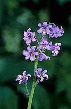 西班牙,野风信子,花