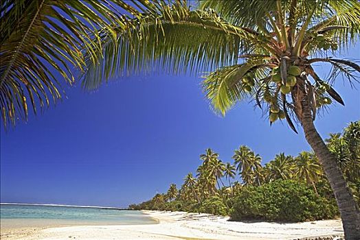 斐济,维提岛,珊瑚海岸,海岸线,白色,沙滩,棕榈树,青绿色,海洋,蓝天