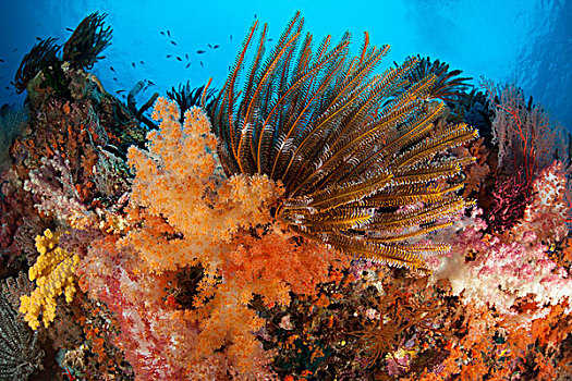 彩色,海百合,软珊瑚,装饰,礁石,四王群岛
