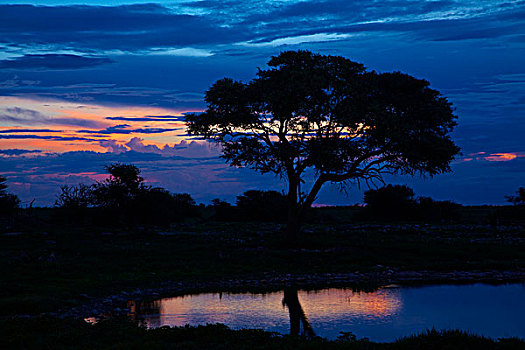 水坑,黄昏,埃托沙国家公园,纳米比亚,非洲