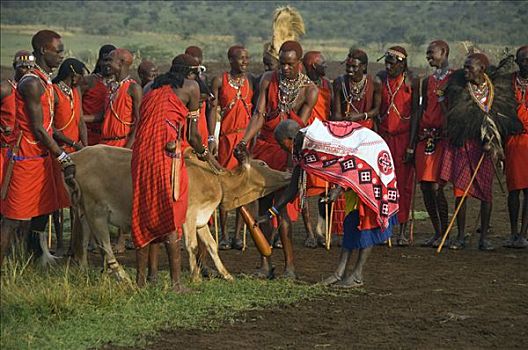 马萨伊勇士,女人,血,母牛,马赛马拉,肯尼亚,东非