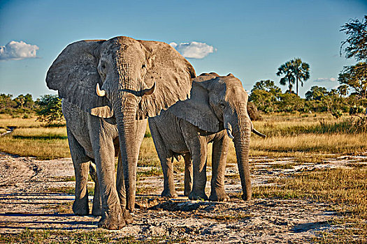 雄性,非洲,灌木,大象,非洲象,奥卡万戈三角洲,博茨瓦纳,南非