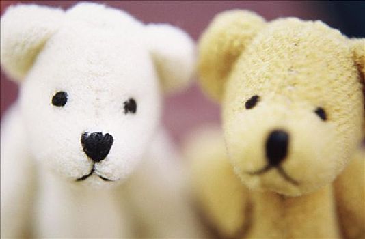 特写,两个,毛绒玩具,泰迪熊