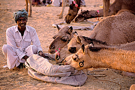 印度,拉贾斯坦邦,普什卡,交易,坐,骆驼