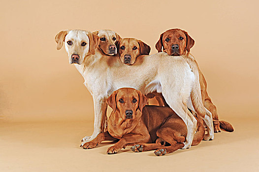 五个,拉布拉多犬,黄色,雄性,母狗