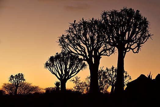 抖树,二歧芦荟,树林,剪影,日落,基特曼斯胡普,纳米比亚,非洲