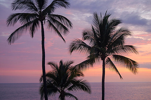 棕榈树,夏威夷大岛