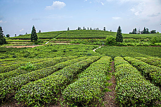 重庆巴南区二圣镇白象山茶场