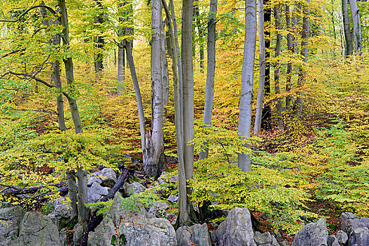 秋天,崎岖,岩石,风景,落叶林,普通,山毛榉,自然保护区,北莱茵威斯特伐利亚,德国,欧洲