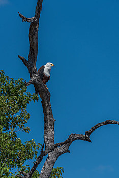 非洲鱼鹰,俯视,树