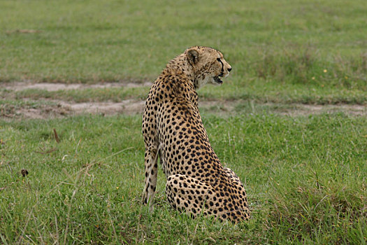 印度豹,博茨瓦纳,非洲,大草原,野生动物,哺乳动物