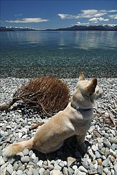 狗,湖岸,湖,纳韦尔瓦皮,巴里洛切,巴塔哥尼亚,阿根廷