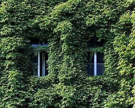 遮盖,爬墙虎,日本,藤蔓植物,地锦,两个,窗户