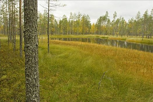沼泽,湖,松树,树林,秋天,国家公园,芬兰,斯堪的纳维亚