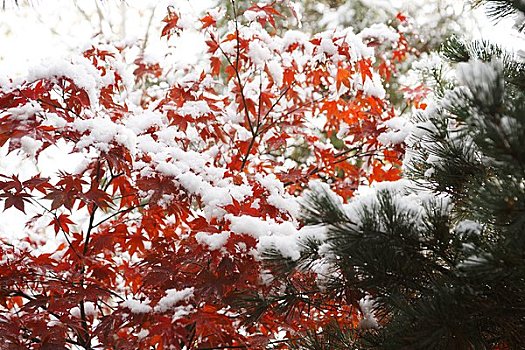 红叶,遮盖,雪