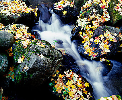 秋叶,石头,河